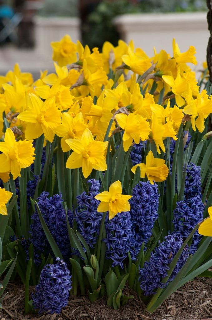 Large yellow trumpet Marieke daffodils with Hyacinth Blue Jacket from Colorblends.