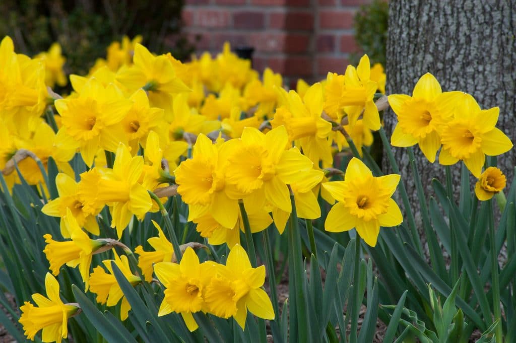 Large yellow trumpet daffodils, Marieke from Colorblends.