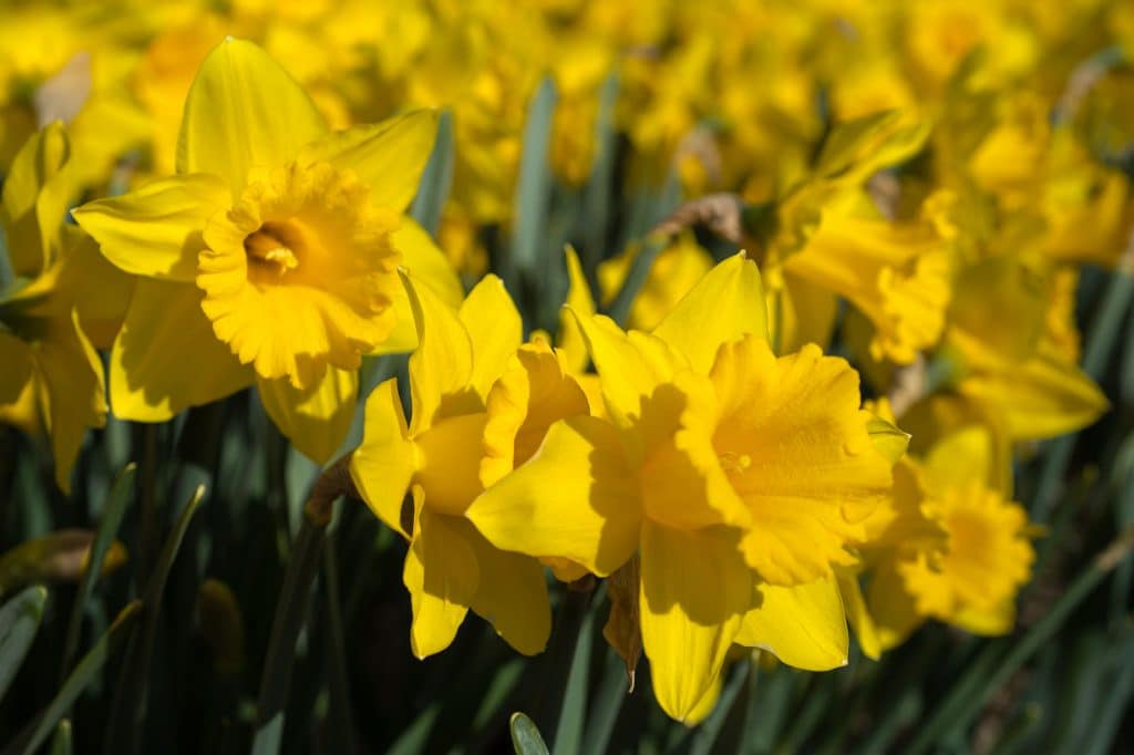 Large yellow trumpet daffodils, Marieke from Colorblends.