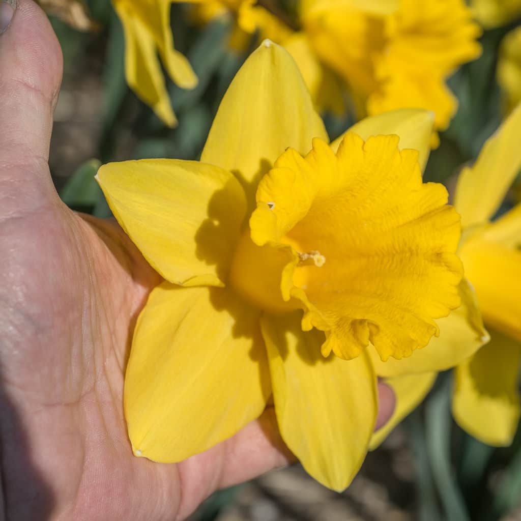 Giant yellow trumpet Marieke daffodil flower with hand from Colorblends.