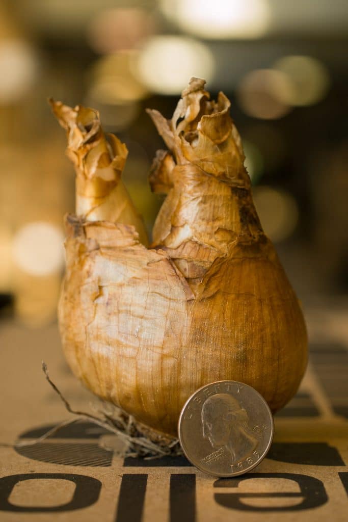 A Marieke daffodil bulb next to a quarter from Colorblends.