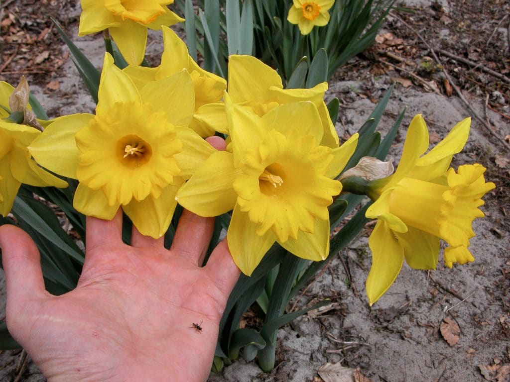 Giant yellow trumpet Marieke daffodil flowers with hand from Colorblends.