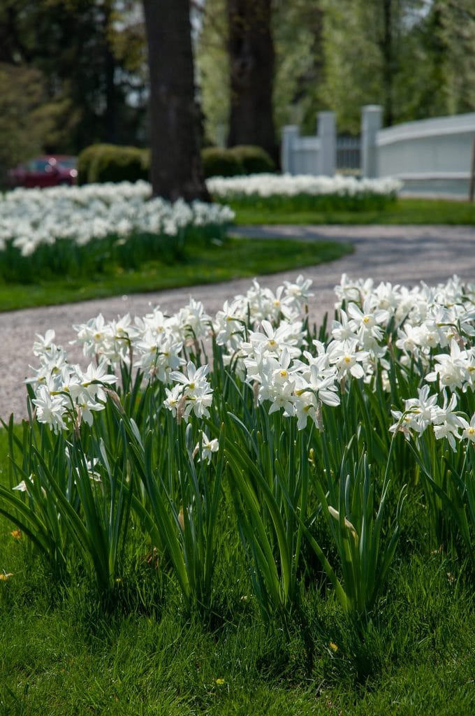 White triandrus Daffodil Thalia from Colorblends.