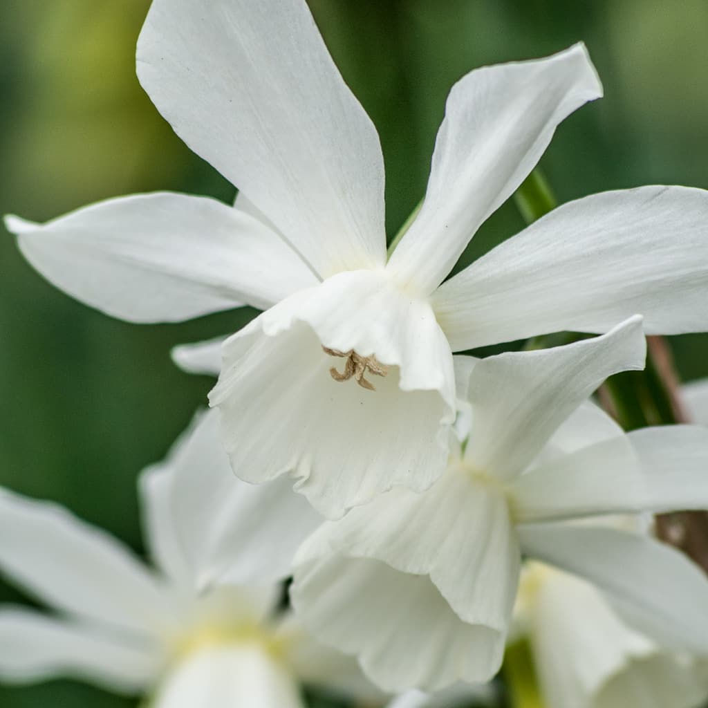 White triandrus Daffodil Thalia from Colorblends.