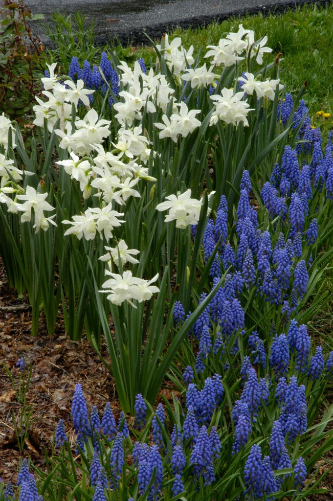 White triandrus Daffodil Thalia with Grape Hyacinth muscari from Colorblends.