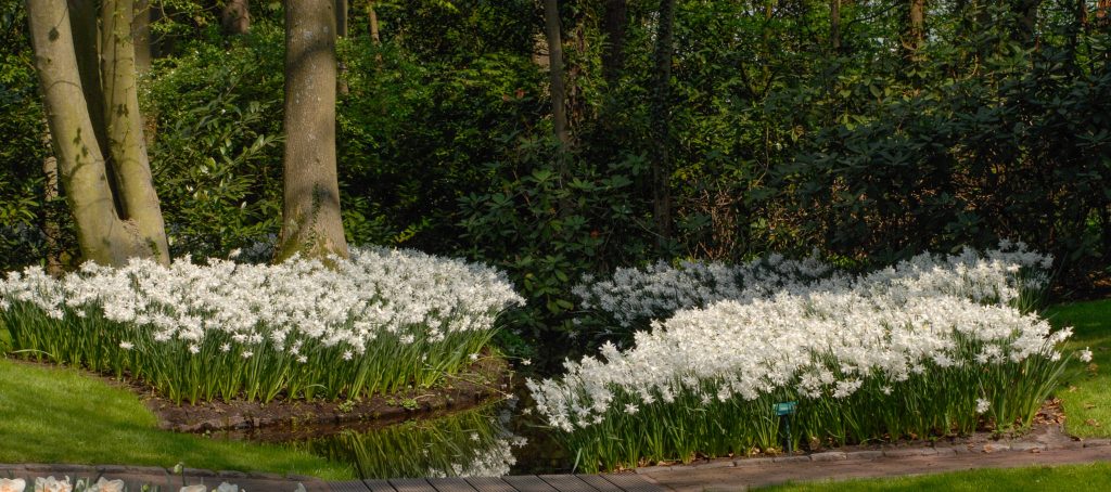 Beds of white Triandrus daffodil Thalia next to a creek, Daffodil Thalia from Colorblends.