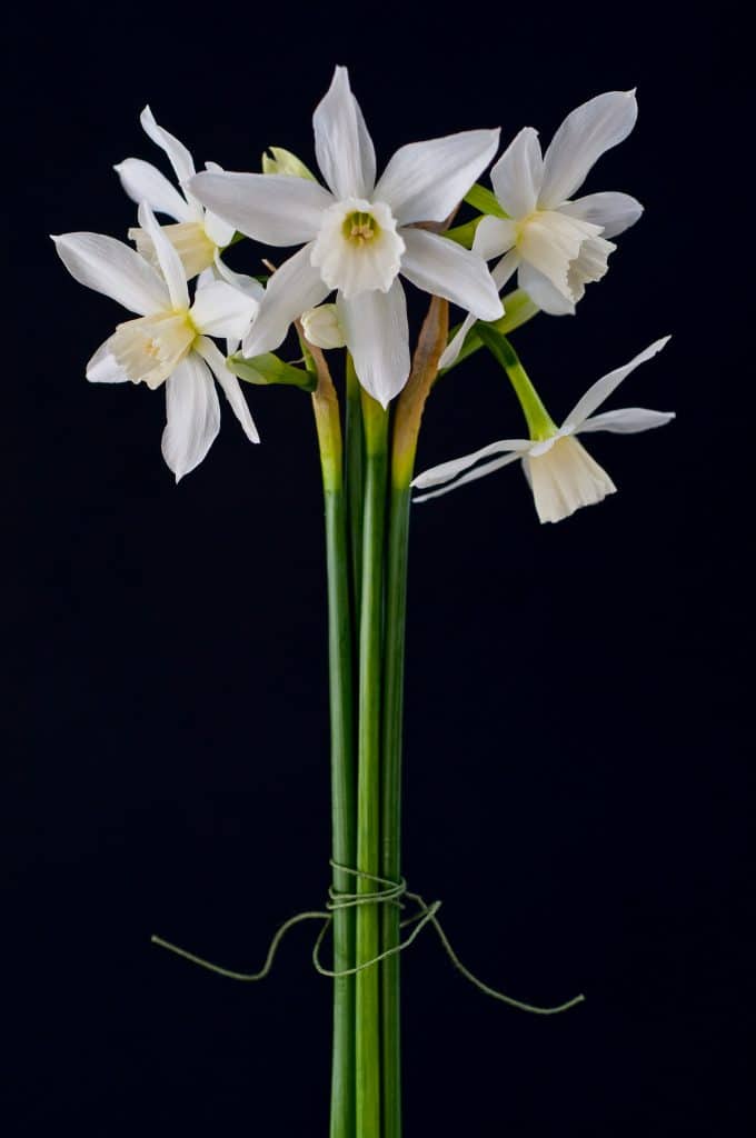 Cut flowers of white triandrus daffodil Thalia against a black background, Daffodil Thalia from Colorblends
