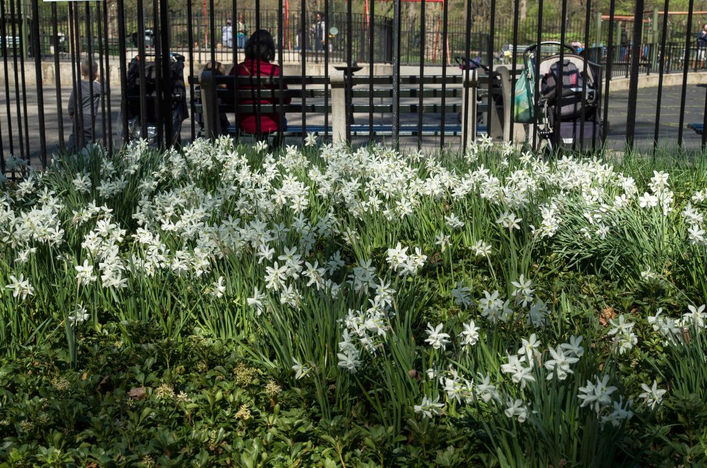 White triandrus Daffodil Thalia from Colorblends.