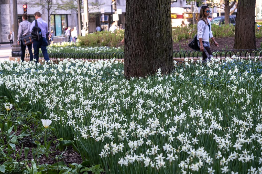 A bed of white triandrus daffodils around a tree in an urban park, Daffodil Thalia from Colorblends.