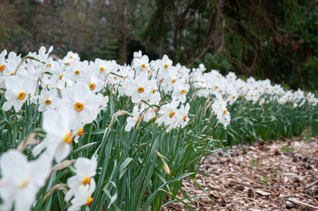 A bed of Pheasant's eye white daffodil Actaea from Colorblends.