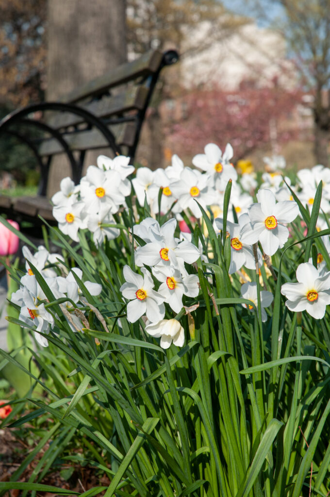 Pheasant's eye white daffodil Actaea from Colorblends.