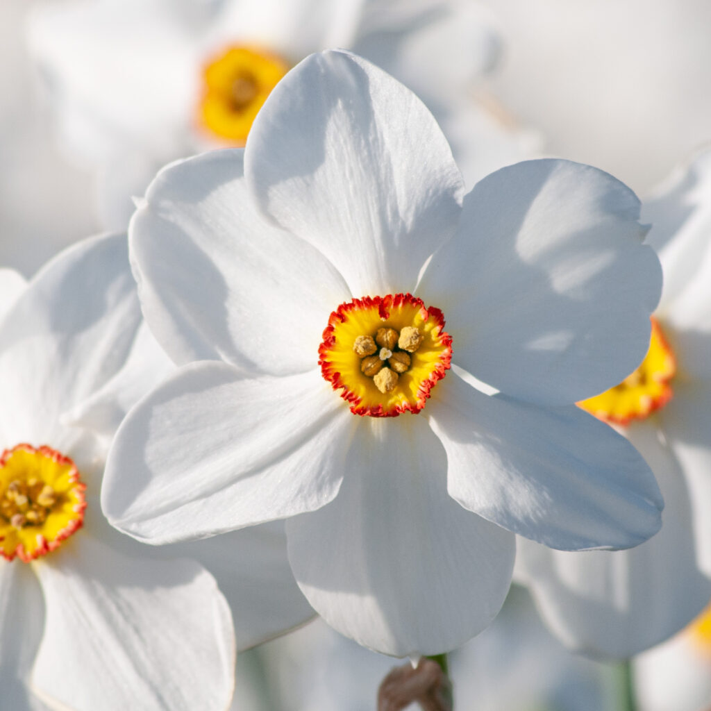 Pheasant's eye white daffodil Actaea from Colorblends.