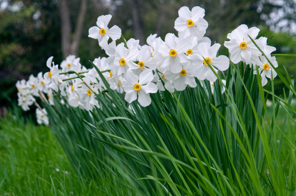 Pheasant's eye white daffodil Actaea from Colorblends.