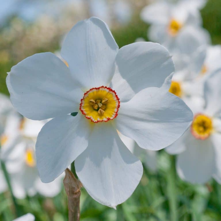 Daffodils for Naturalizing Dutch Flower Bulbs at wholesale prices
