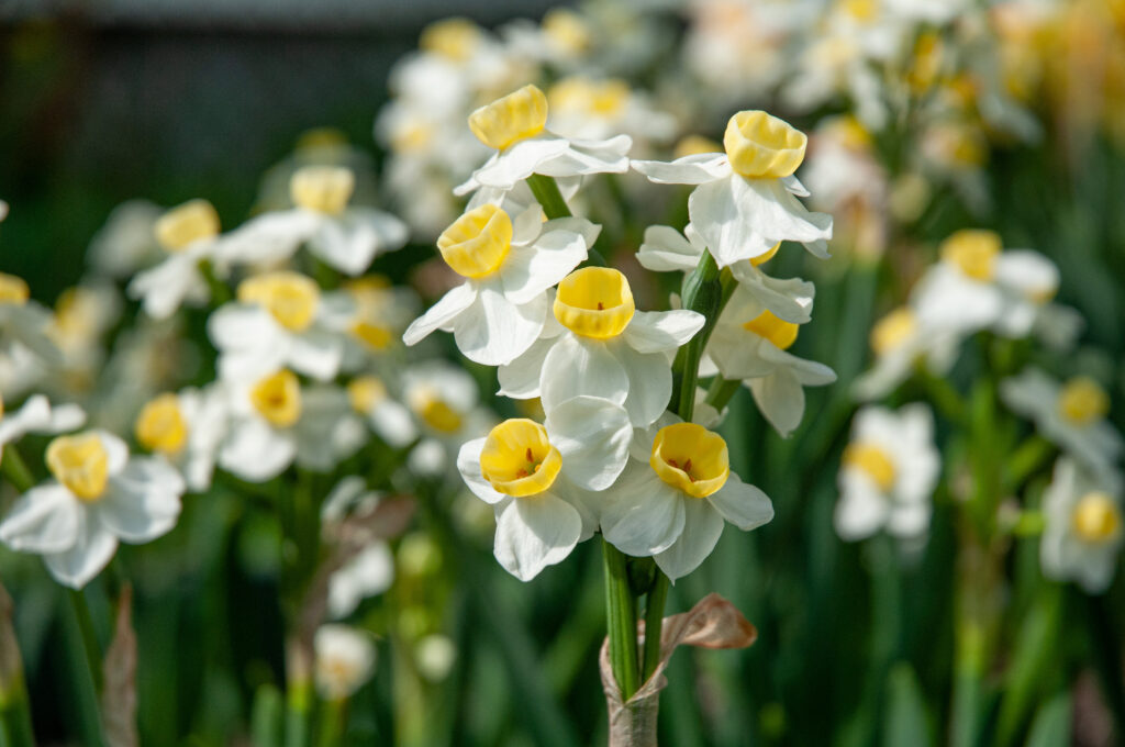 Small white daffodils with bowl-shaped yellow cups, tazetta Daffodil Avalanche from Colorblends.