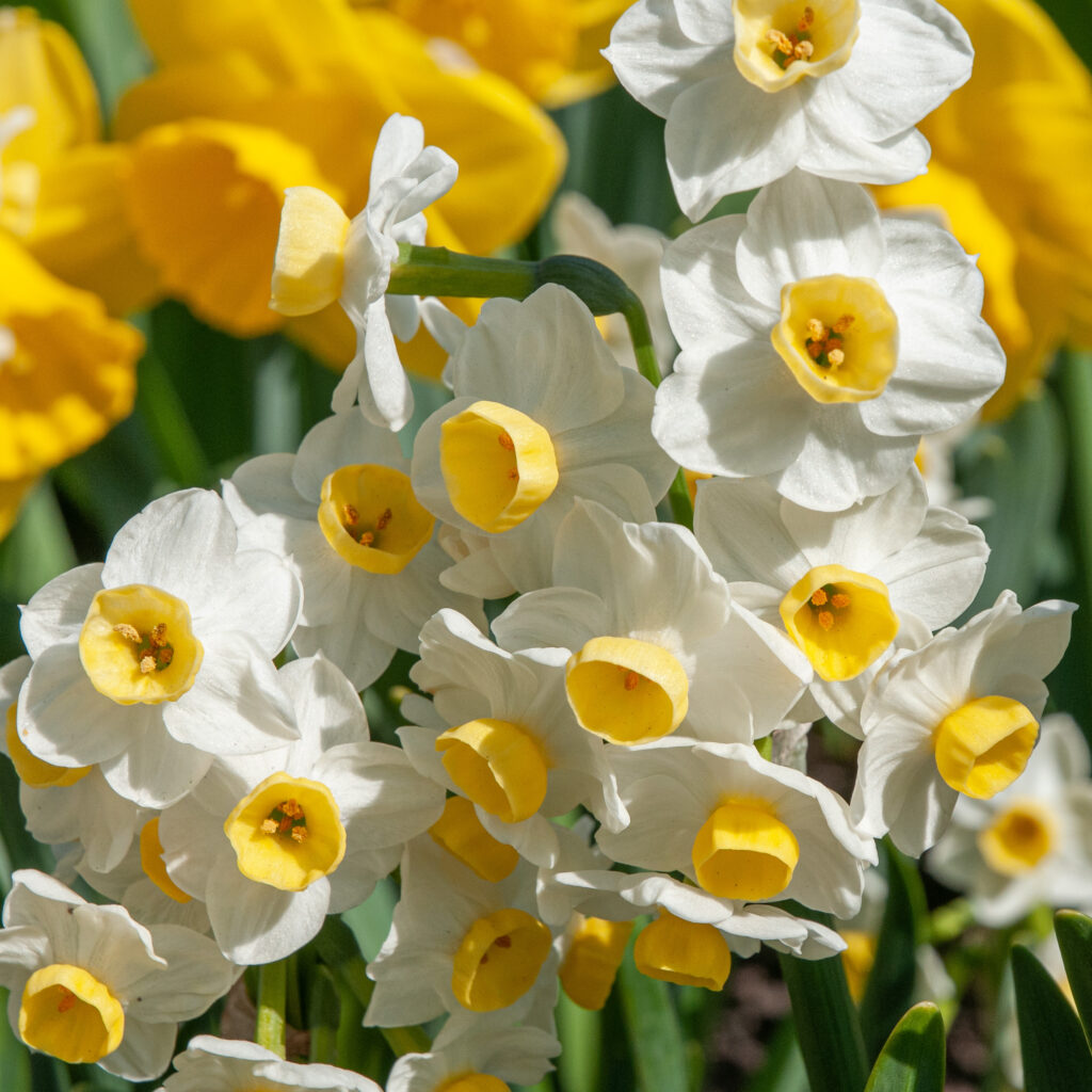 Small white daffodils with bowl-shaped yellow cups, tazetta Daffodil Avalanche from Colorblends.