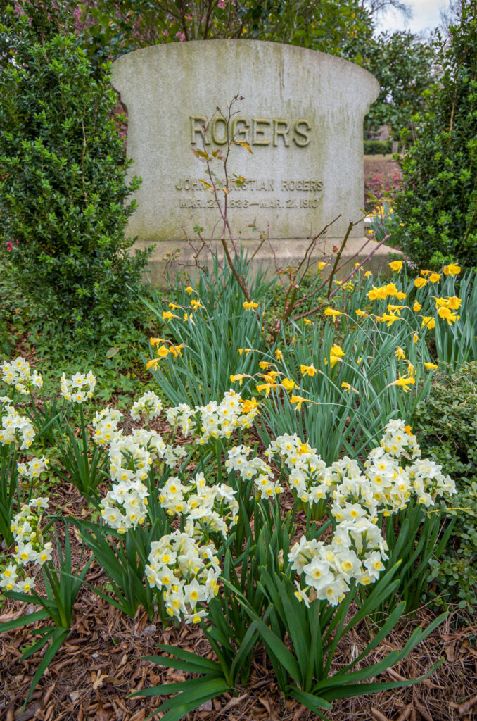 Small white daffodils with bowl-shaped yellow cups, tazetta Daffodil Avalanche from Colorblends, blooming in front of a gravestone.