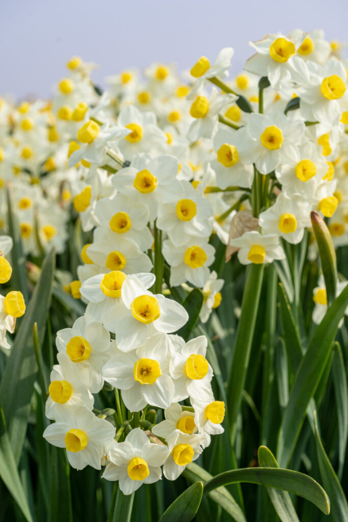 Small white daffodils with bowl-shaped yellow cups, tazetta Daffodil Avalanche from Colorblends.