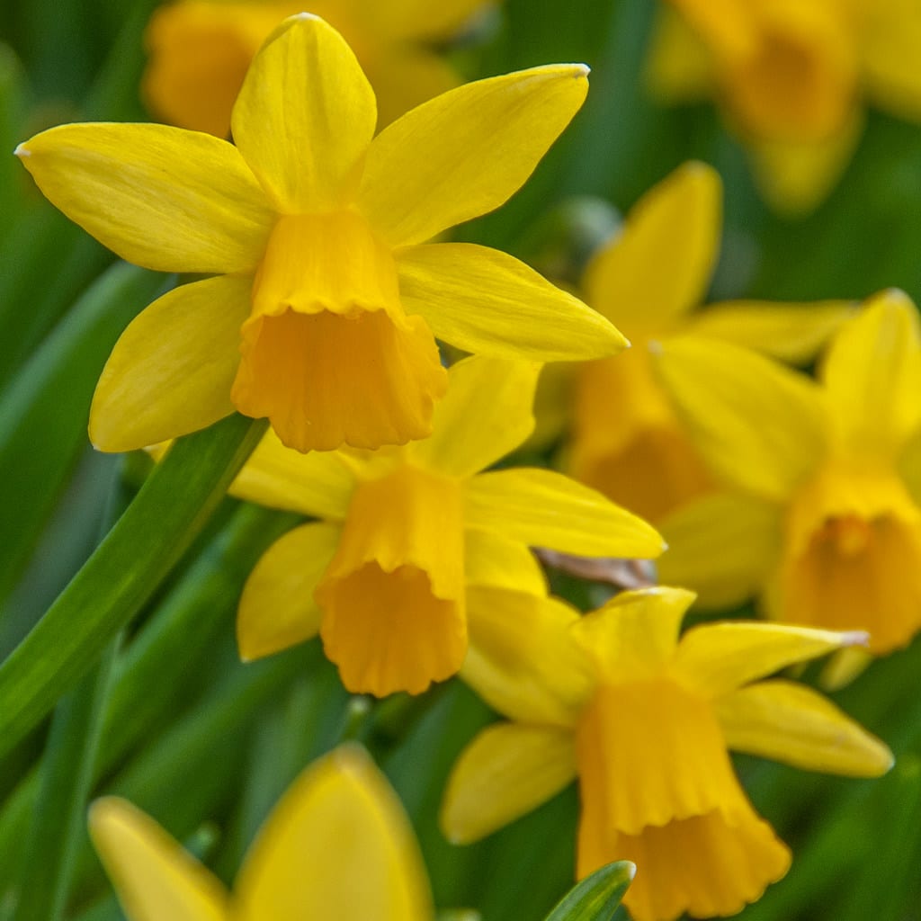 Miniature yellow Daffodil Tête-à-Tête from Colorblends.