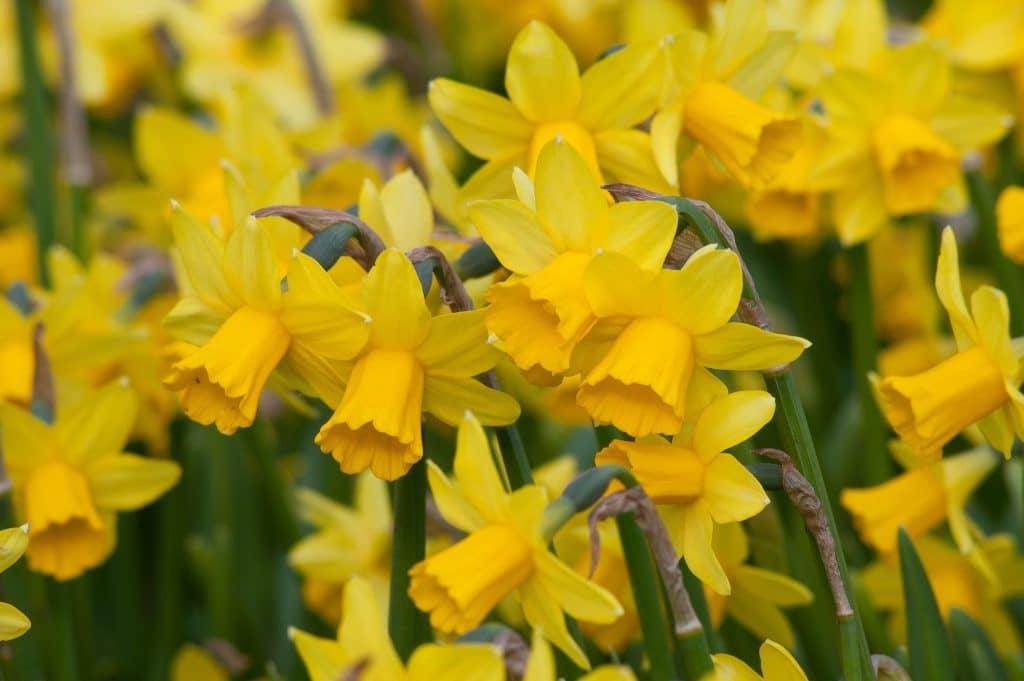 Miniature yellow Daffodil Tête-à-Tête from Colorblends.