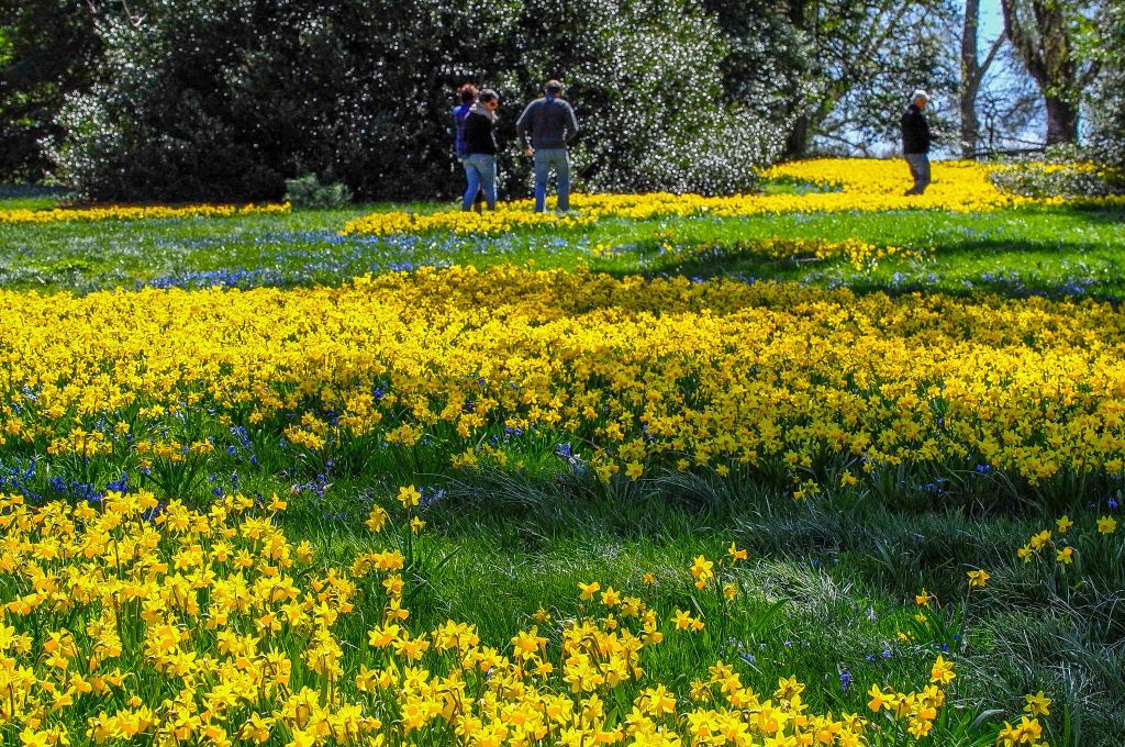 A field of miniature yellow Daffodil Tête-à-Tête from Colorblends.