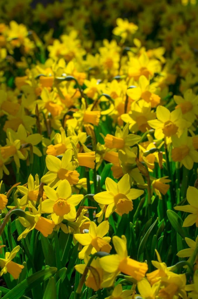 Miniature yellow Daffodil Tête-à-Tête from Colorblends.