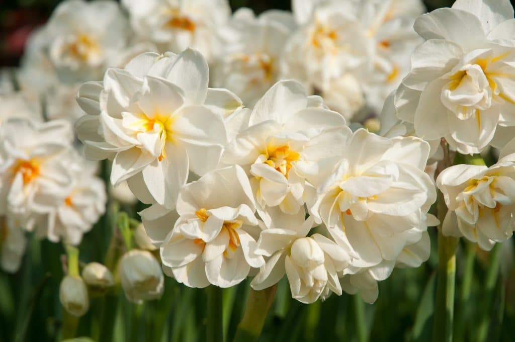 Double creamy white daffodils touched with orange, Daffodil Cheerfulness from Colorblends.