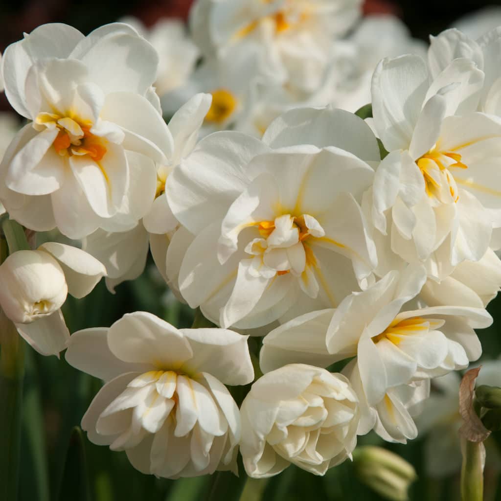 Double creamy white daffodils touched with orange, Daffodil Cheerfulness from Colorblends.