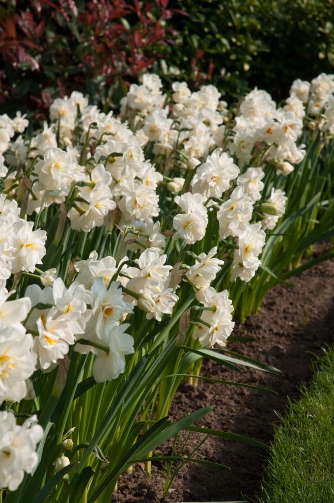 A bed of double creamy white daffodils touched with orange, Daffodil Cheerfulness from Colorblends.