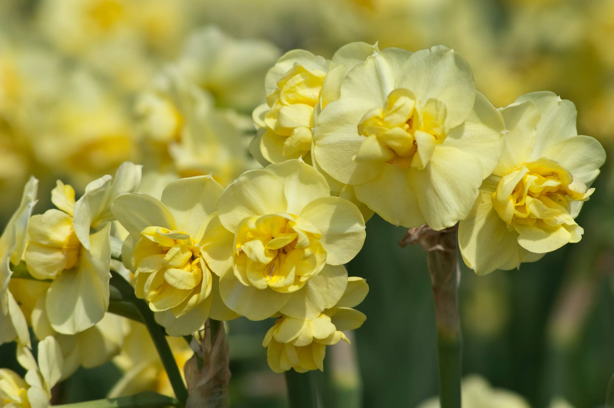 Daffodil Bulbs Item 3024 Yellow Cheerfulness For Sale Colorblends
