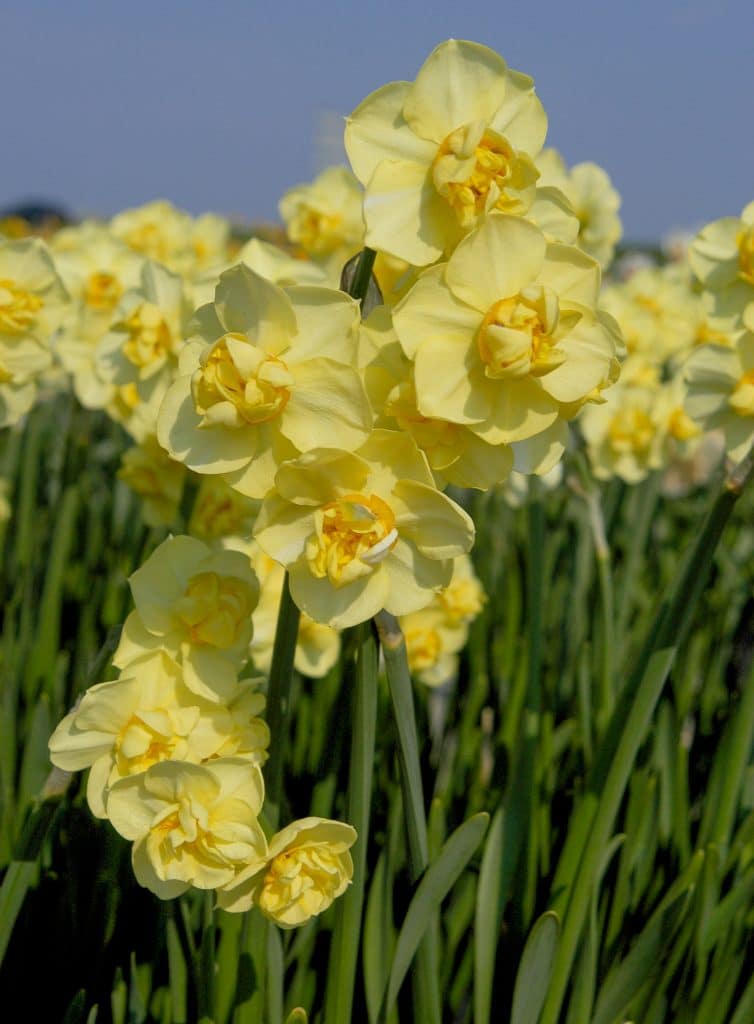 Daffodil Bulbs Item 3024 Yellow Cheerfulness For Sale Colorblends