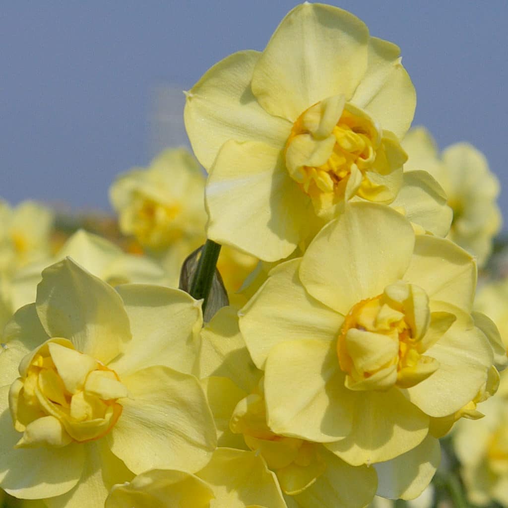Daffodil Bulbs Item 3024 Yellow Cheerfulness For Sale Colorblends