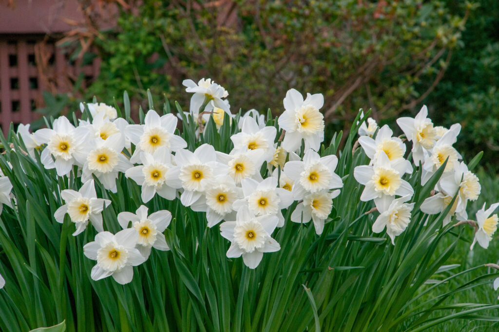 Silvery white daffodils with large lemon cups, Daffodil Ice Follies from Colorblends.