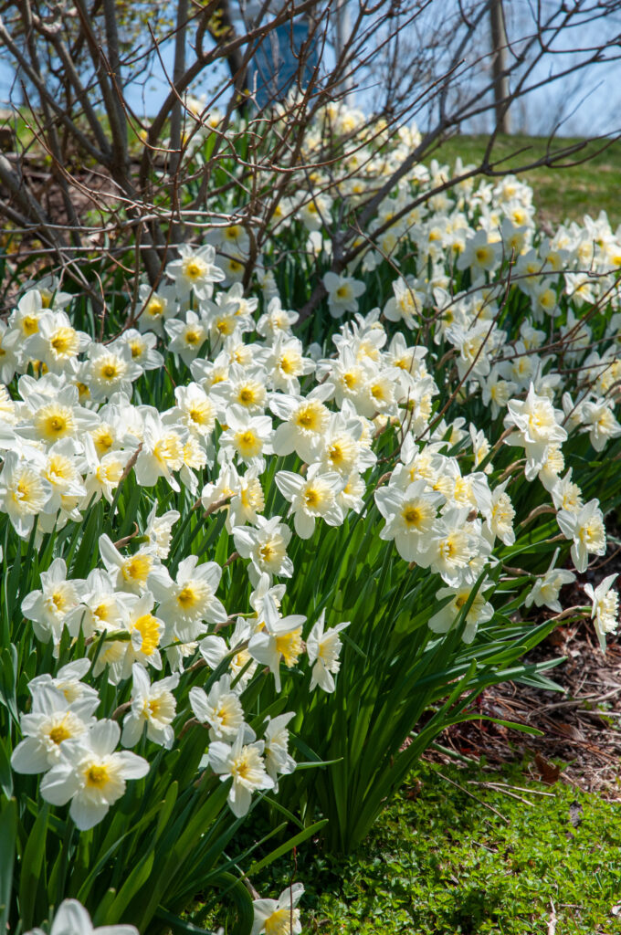 Silvery white daffodils with large lemon cups, Daffodil Ice Follies from Colorblends.