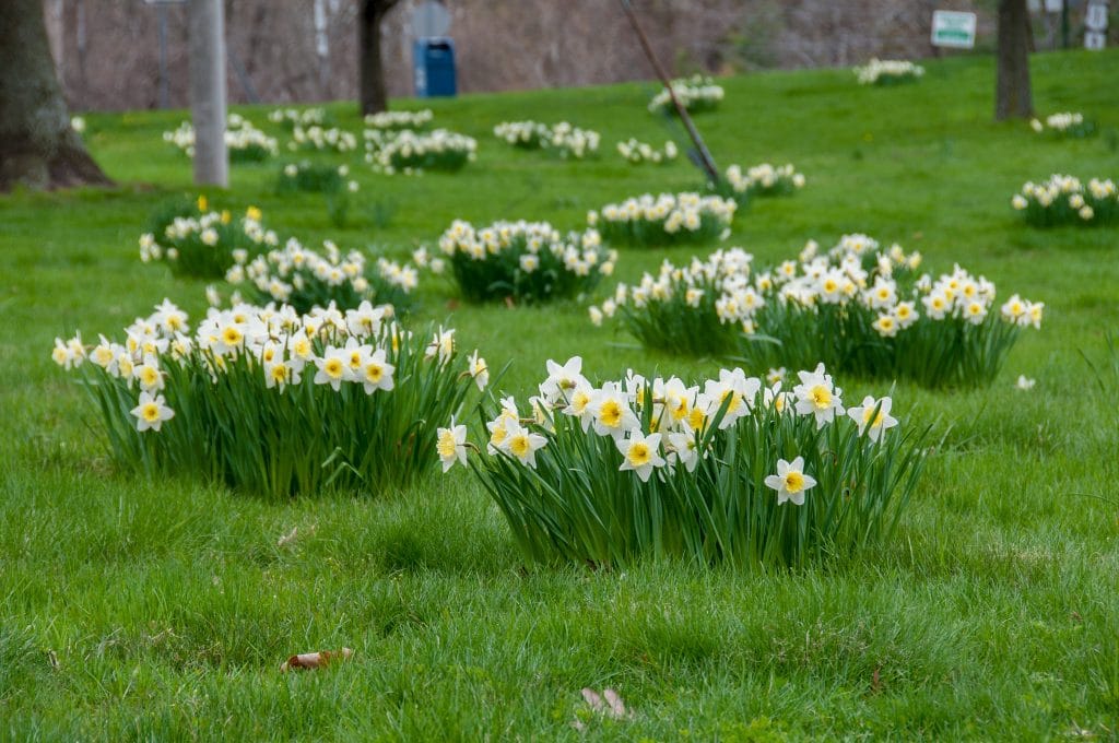 A naturalized planting of silvery white daffodils with large lemon cups, Daffodil Ice Follies from Colorblends.