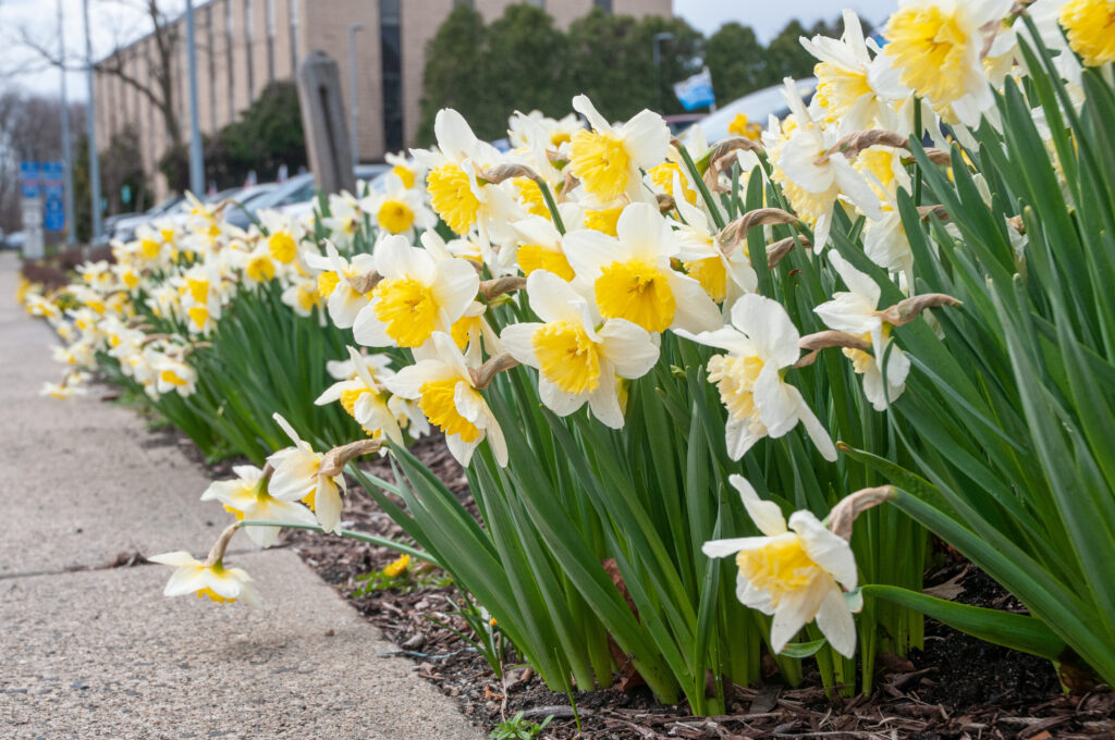 A sidewalk planting of silvery white daffodils with large lemon cups, Daffodil Ice Follies from Colorblends.