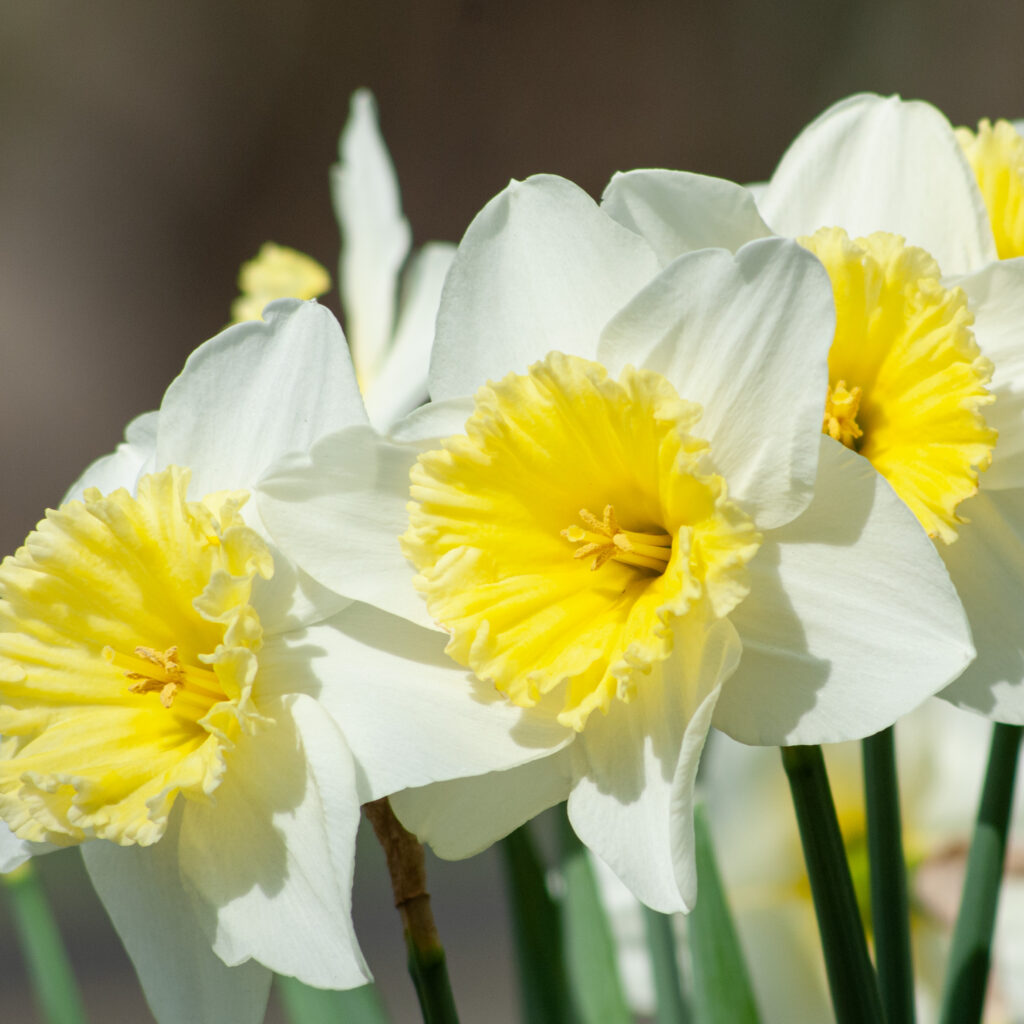 Silvery white daffodils with large lemon cups, Daffodil Ice Follies from Colorblends.