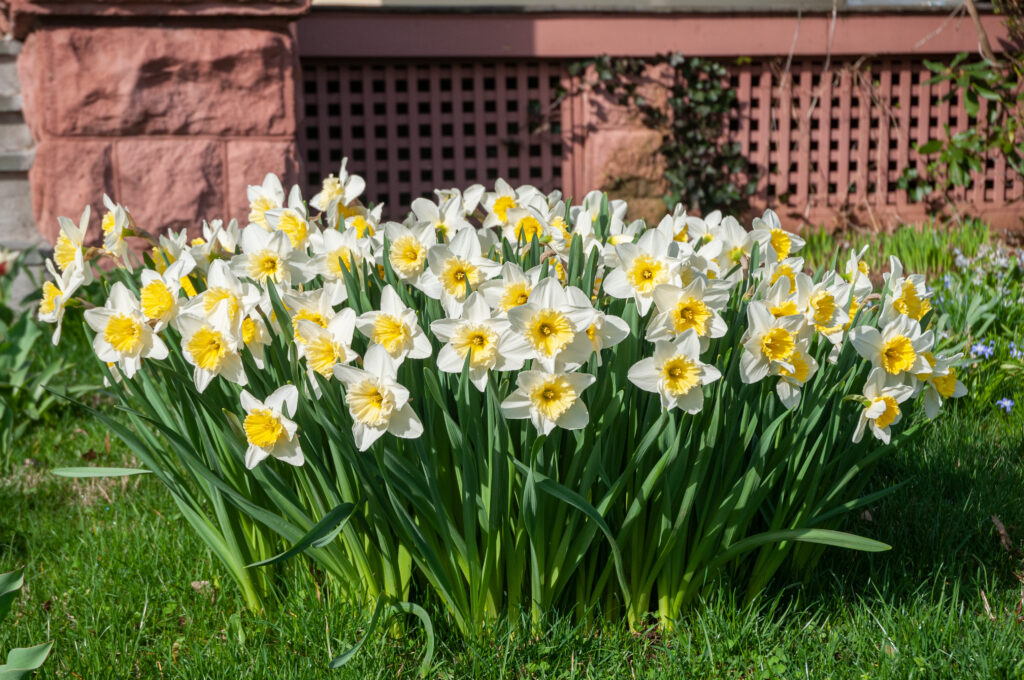 Silvery white daffodils with large lemon cups, Daffodil Ice Follies from Colorblends.