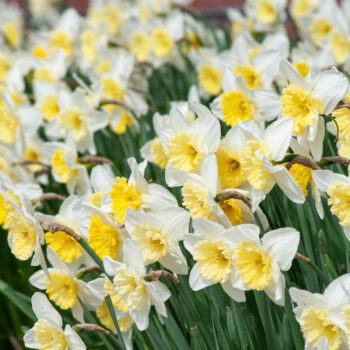 Silvery white daffodils with large lemon cups, Daffodil Ice Follies from Colorblends.