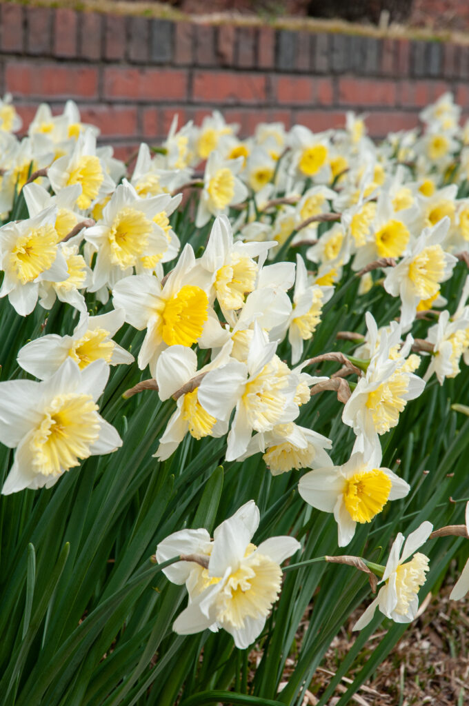 Silvery white daffodils with large lemon cups, Daffodil Ice Follies from Colorblends.