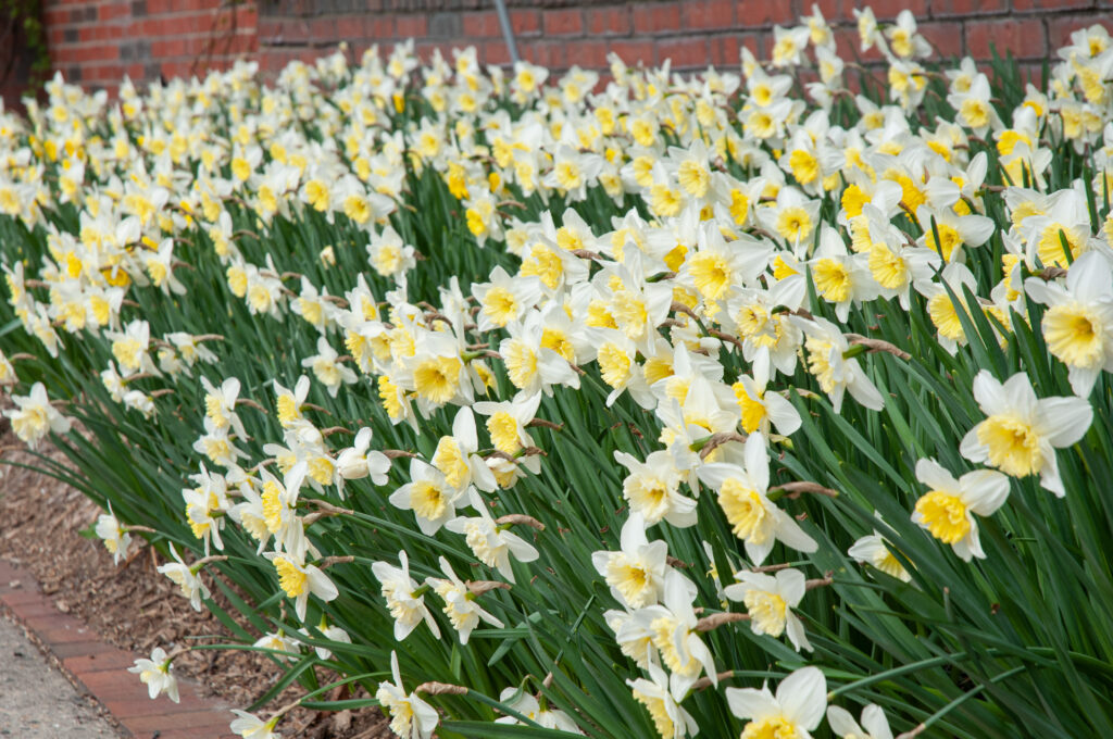 Silvery white daffodils with large lemon cups, Daffodil Ice Follies from Colorblends.