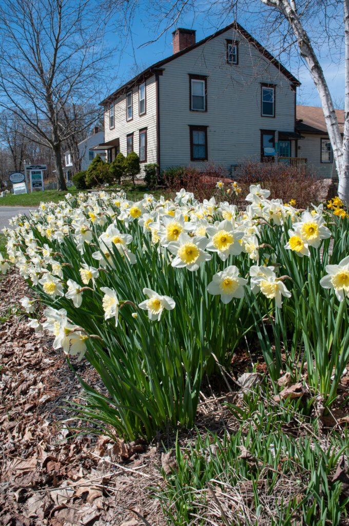 Silvery white daffodils with large lemon cups in front of a house, Daffodil Ice Follies from Colorblends.