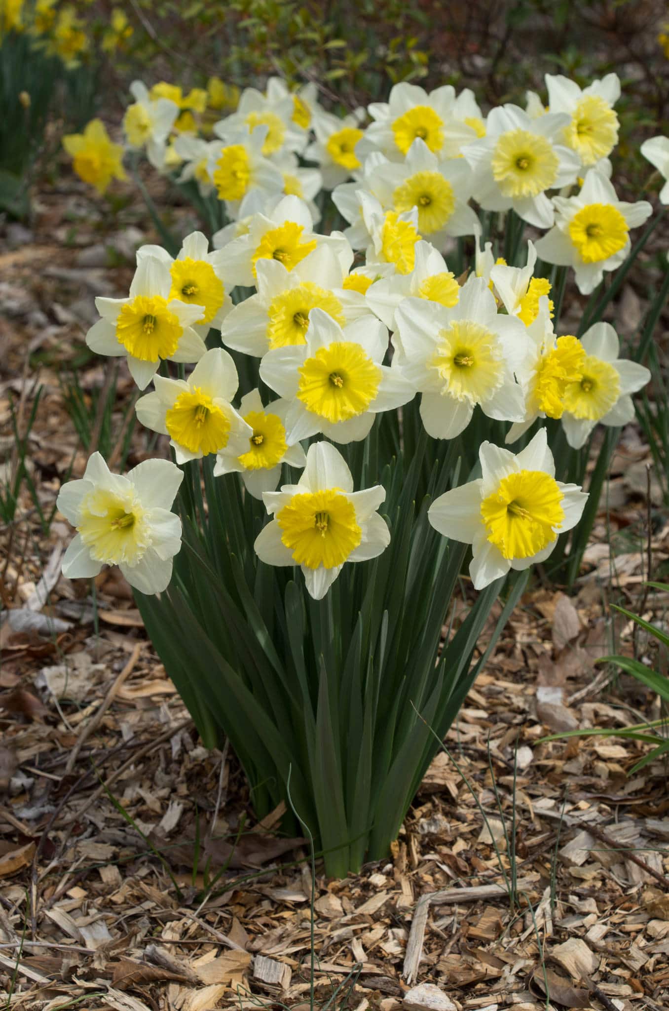 Daffodil Bulbs | Item # 3040 Ice Follies | For Sale - Colorblends®
