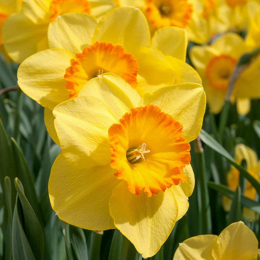 Primrose-yellow flowers with a large shallow cup that shades to orange at the mouth, Daffodil Delibes from Colorblends.