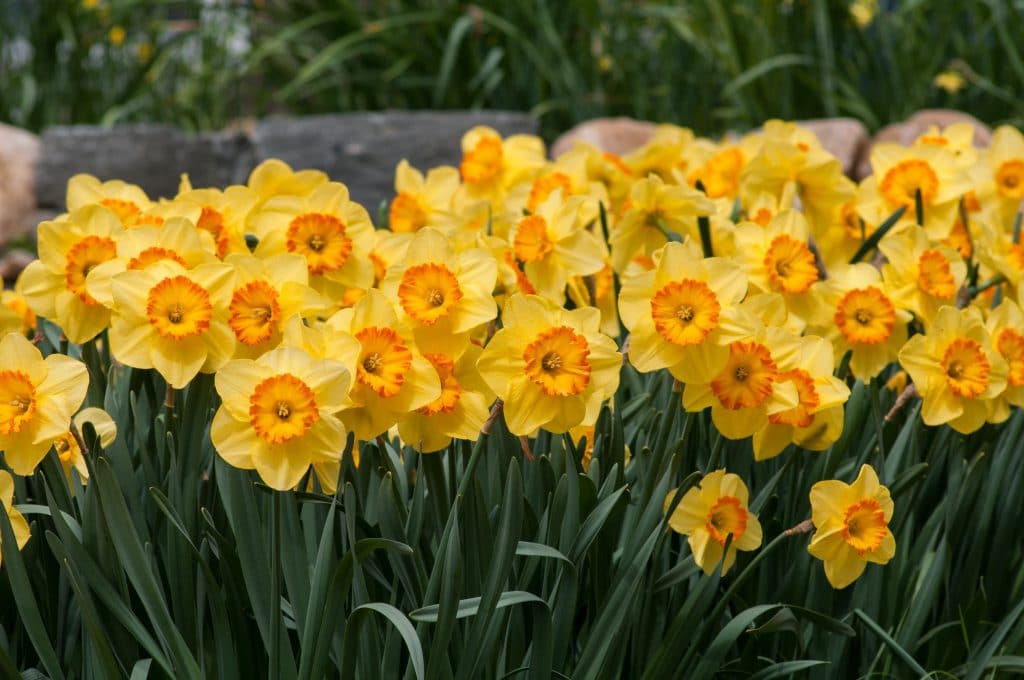 Primrose-yellow flowers with a large shallow cup that shades to orange at the mouth, Daffodil Delibes from Colorblends.