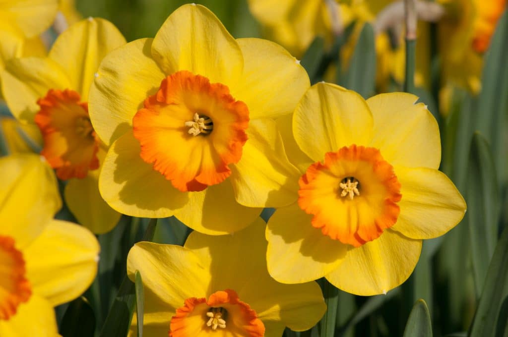 Primrose-yellow flowers with a large shallow cup that shades to orange at the mouth, Daffodil Delibes from Colorblends.