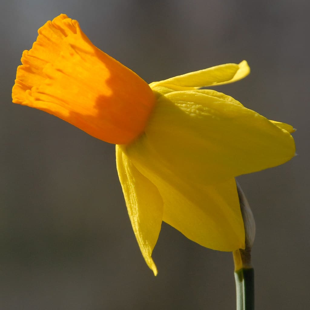 A yellow cyclamineus daffodil with reflexed petals and a long orange cup, Daffodil Rapture from Colorblends.