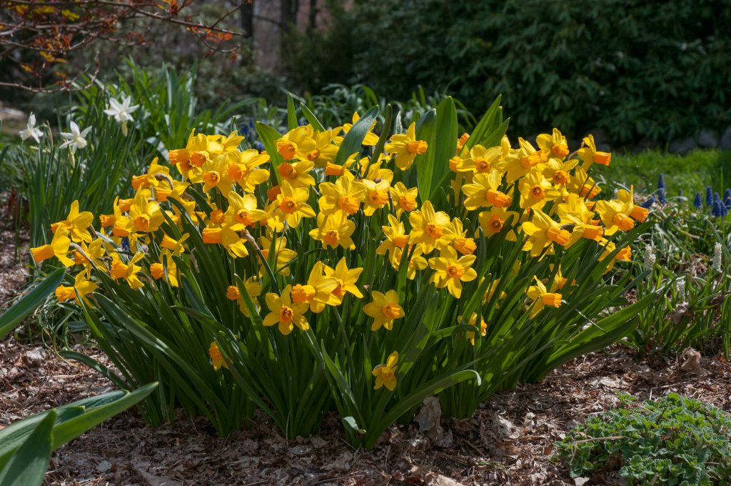 A cluster of yellow cyclamineus daffodils with reflexed petals and long orange cups, Daffodil Rapture from Colorblends.