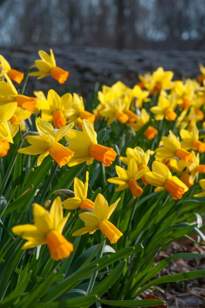 Yellow cyclamineus daffodils with reflexed petals and long orange cups, Daffodil Rapture from Colorblends.