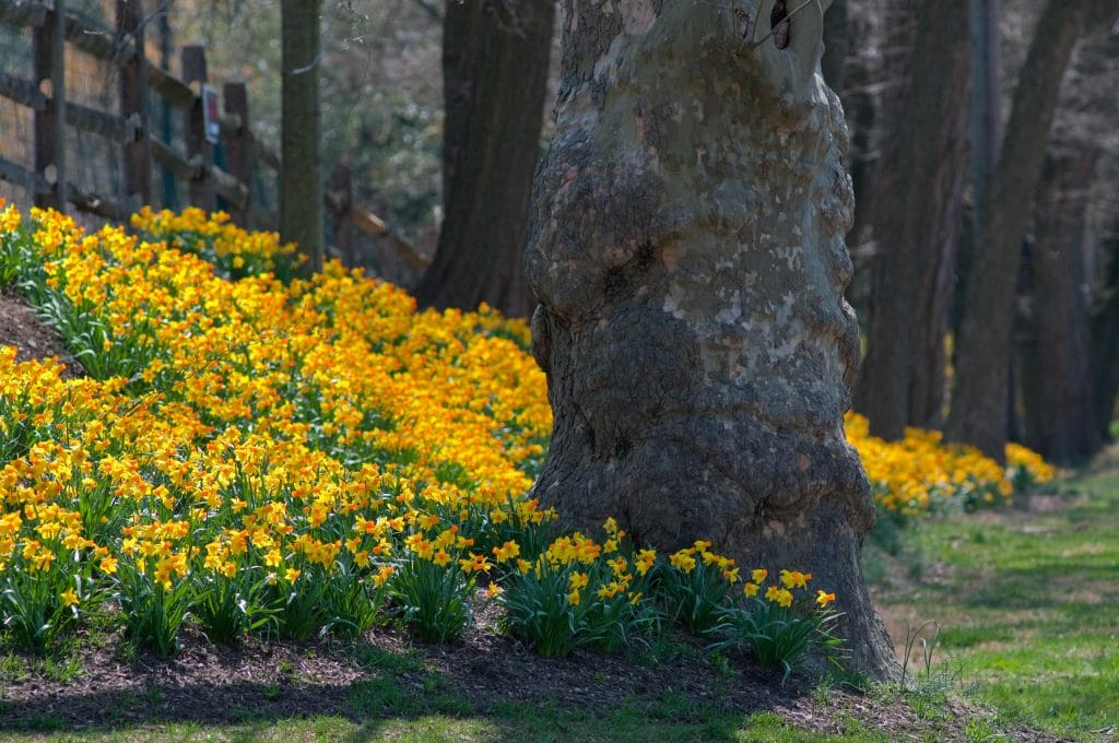 A hillside planting around a tree of yellow cyclamineus daffodils with reflexed petals and long orange cups, Daffodil Rapture from Colorblends.